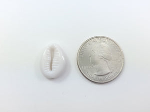 Seashell Acrylic Beads (7pcs)