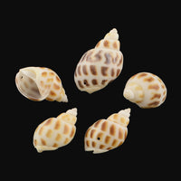 Spiral Sea Shell Pendant